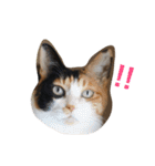 三毛猫ハルちゃん④（個別スタンプ：10）