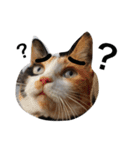 三毛猫ハルちゃん④（個別スタンプ：11）