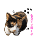 三毛猫ハルちゃん④（個別スタンプ：12）