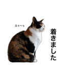 三毛猫ハルちゃん④（個別スタンプ：13）