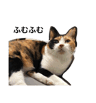 三毛猫ハルちゃん④（個別スタンプ：15）