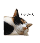 三毛猫ハルちゃん④（個別スタンプ：16）