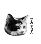 三毛猫ハルちゃん④（個別スタンプ：19）