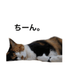 三毛猫ハルちゃん④（個別スタンプ：20）