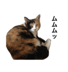 三毛猫ハルちゃん④（個別スタンプ：21）