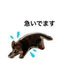 三毛猫ハルちゃん④（個別スタンプ：22）
