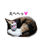 三毛猫ハルちゃん④（個別スタンプ：23）