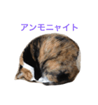 三毛猫ハルちゃん④（個別スタンプ：24）