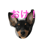 MOCA's LIFE（個別スタンプ：6）