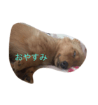 ランちゃんの日常（個別スタンプ：1）