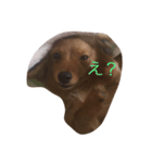 ランちゃんの日常（個別スタンプ：2）