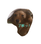 ランちゃんの日常（個別スタンプ：3）
