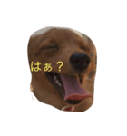 ランちゃんの日常（個別スタンプ：5）