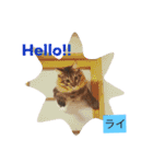 ○イさん達(rema家の猫さま)（個別スタンプ：1）