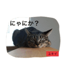 ○イさん達(rema家の猫さま)（個別スタンプ：3）
