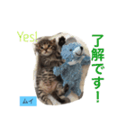 ○イさん達(rema家の猫さま)（個別スタンプ：5）