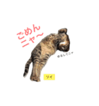 ○イさん達(rema家の猫さま)（個別スタンプ：7）