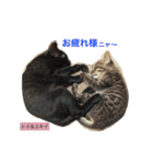 ○イさん達(rema家の猫さま)（個別スタンプ：8）