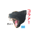 ○イさん達(rema家の猫さま)（個別スタンプ：9）