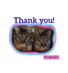 ○イさん達(rema家の猫さま)（個別スタンプ：11）
