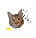 ○イさん達(rema家の猫さま)（個別スタンプ：12）