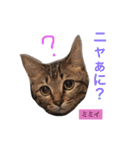 ○イさん達(rema家の猫さま)（個別スタンプ：13）