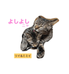 ○イさん達(rema家の猫さま)（個別スタンプ：17）