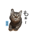 ○イさん達(rema家の猫さま)（個別スタンプ：18）