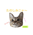 ○イさん達(rema家の猫さま)（個別スタンプ：19）