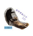 ○イさん達(rema家の猫さま)（個別スタンプ：20）