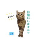○イさん達(rema家の猫さま)（個別スタンプ：22）