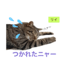 ○イさん達(rema家の猫さま)（個別スタンプ：24）