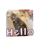 my cat me-chann  3（個別スタンプ：1）