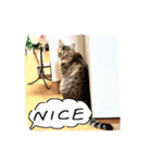 my cat me-chann  3（個別スタンプ：2）