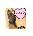 my cat me-chann  3（個別スタンプ：4）