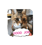 my cat me-chann  3（個別スタンプ：5）