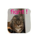 my cat me-chann  3（個別スタンプ：6）