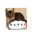 my cat me-chann  3（個別スタンプ：7）