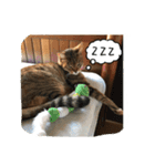 my cat me-chann  3（個別スタンプ：8）