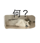 猫のスタンプだよ（個別スタンプ：2）