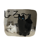 猫のスタンプだよ（個別スタンプ：4）