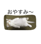 猫のスタンプだよ（個別スタンプ：5）