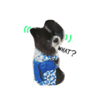 ポメラニアンのポン太（個別スタンプ：15）