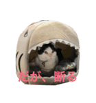 オレオの日常写真スタンプ（個別スタンプ：6）
