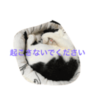 オレオの日常写真スタンプ（個別スタンプ：12）