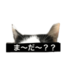 オレオの日常写真スタンプ（個別スタンプ：13）