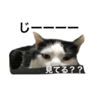 オレオの日常写真スタンプ（個別スタンプ：15）