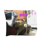 リクガメのかすぴちゃん（個別スタンプ：4）