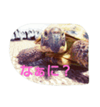 リクガメのかすぴちゃん（個別スタンプ：11）