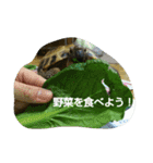 リクガメのかすぴちゃん（個別スタンプ：12）